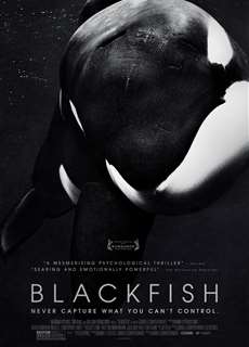 Cá Đen - Blackfish - (2013) - phim3mien.com Website xem phim miễn phí tốt nhất