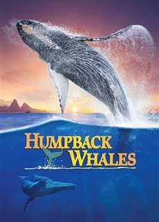 Cá Voi Lưng Gù - Humpback Whales - (2015) - phim3mien.com Website xem phim miễn phí tốt nhất