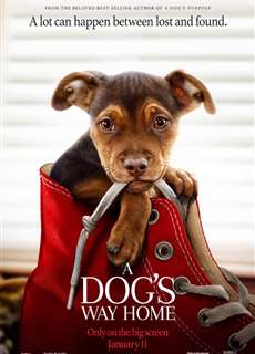 Đường Về Nhà Của Cún Con - A Dog's Way Home - (2019) - phim3mien.com Website xem phim miễn phí tốt nhất